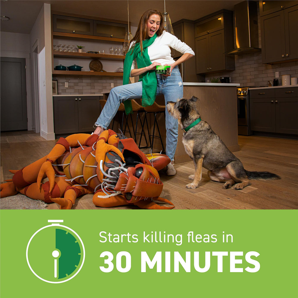 Capstar pet care kit for dogs supports rapid flea management.