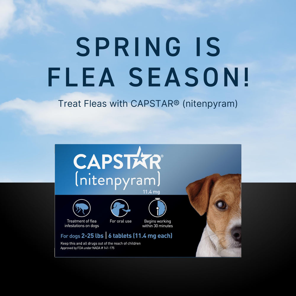 Capstar flea-infestation management visual for faster pet relief.