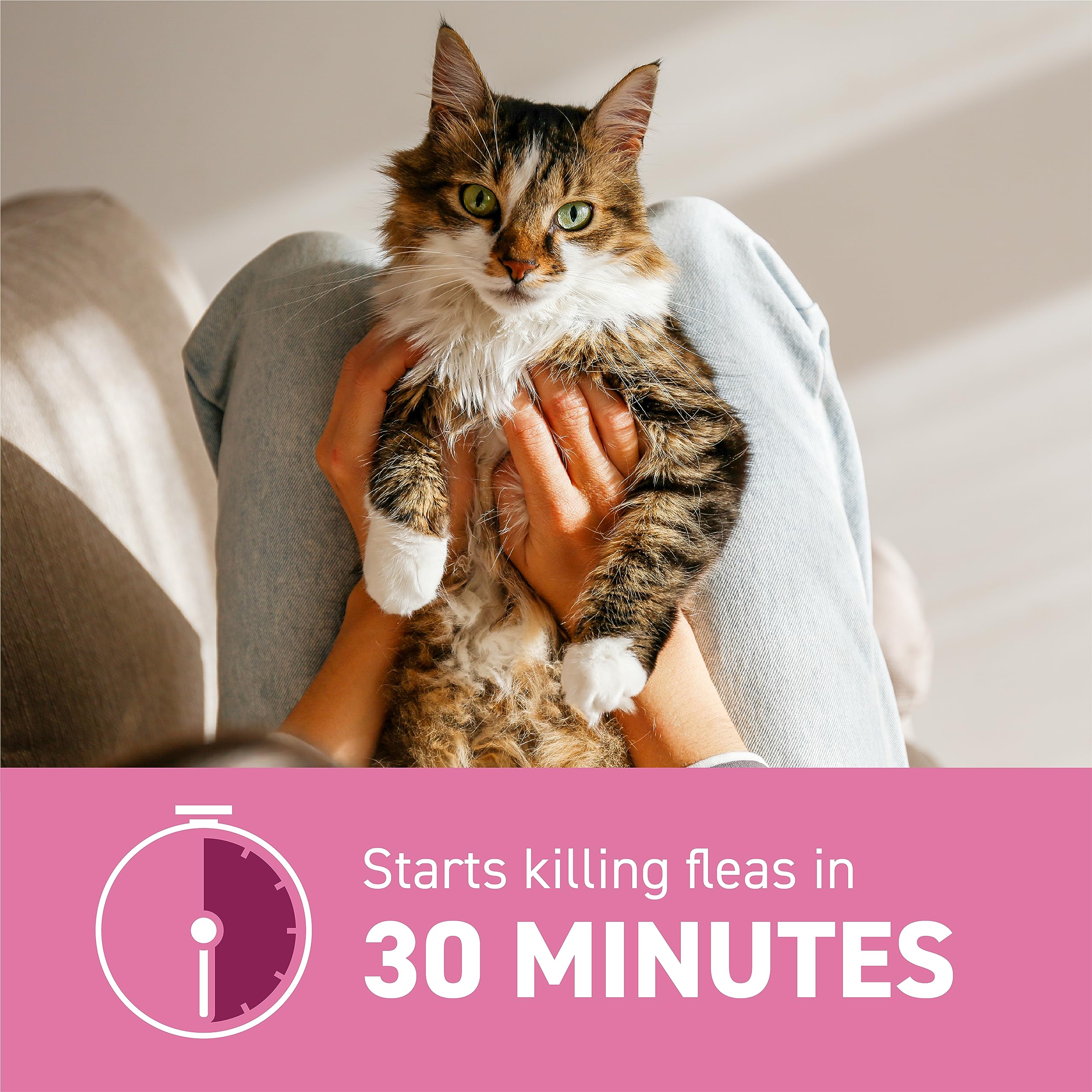Fleas falling off a cat after Capstar treatment.