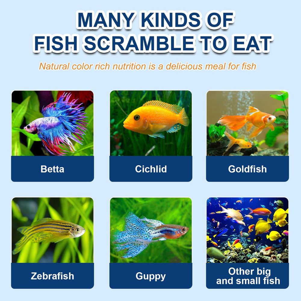 Capuca Guppy feeding image demonstrates quick acceptance.