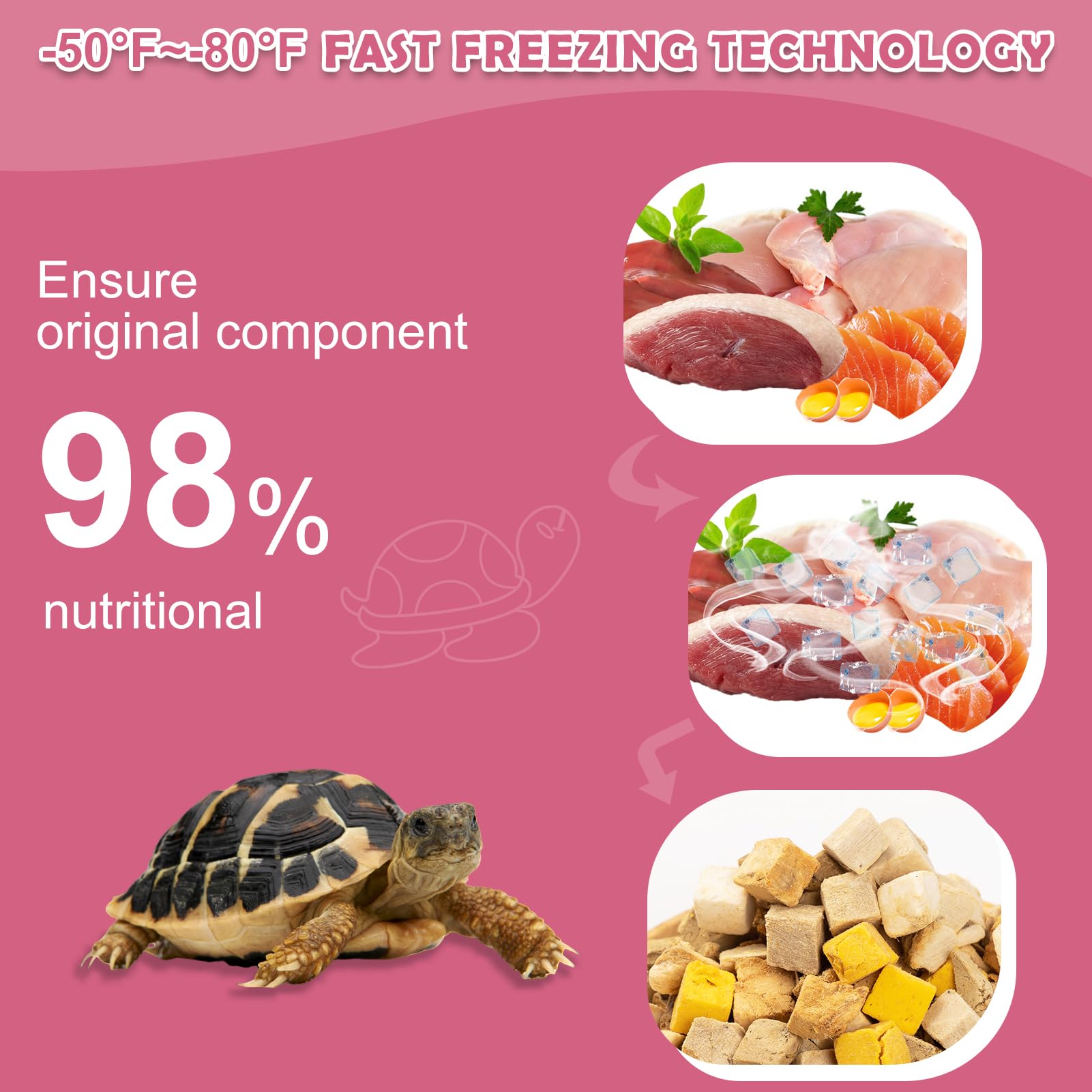 Aquatic turtle enjoying Capuca food from a shallow feeding dish