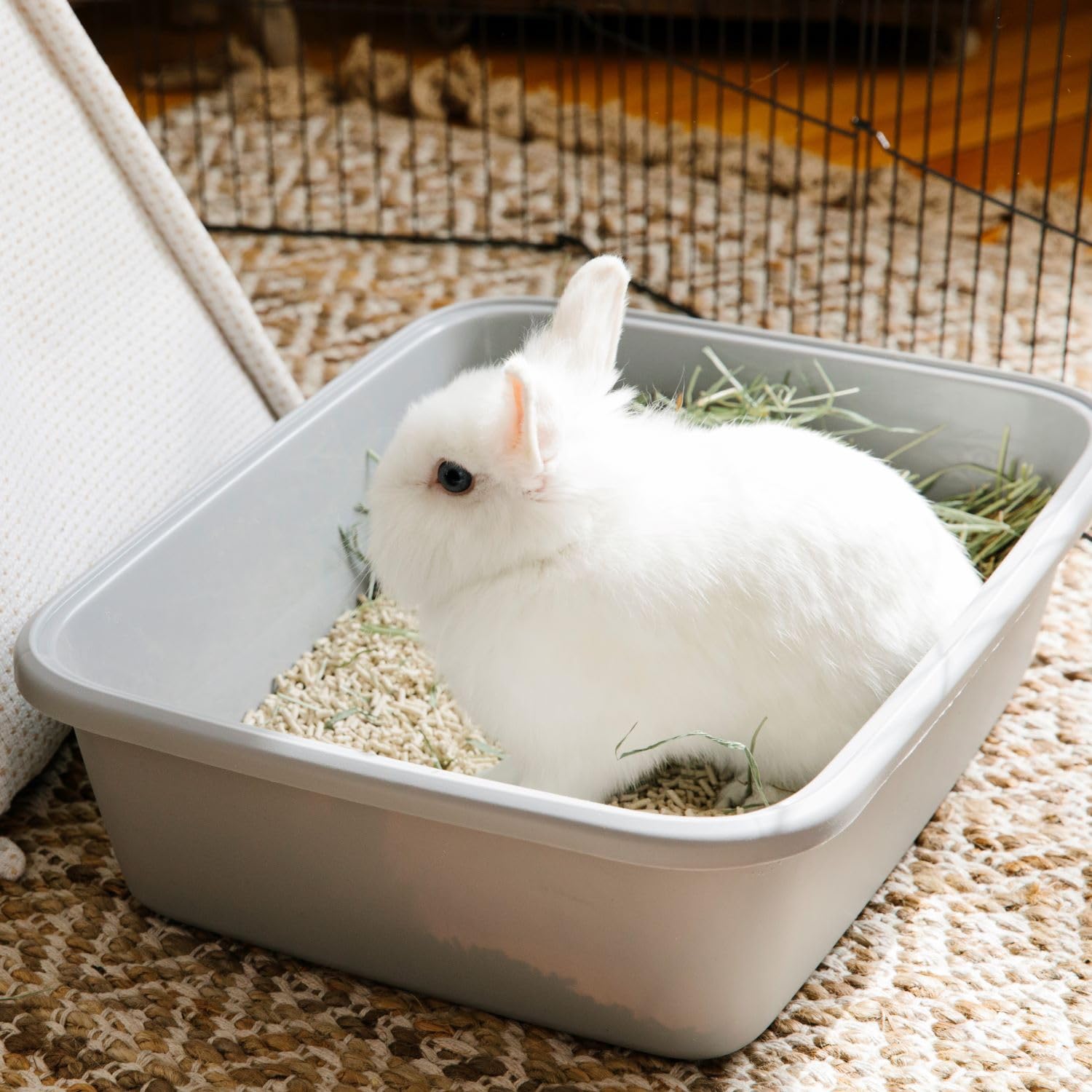 Carefresh compostable packaging details convey biodegradable litter option.