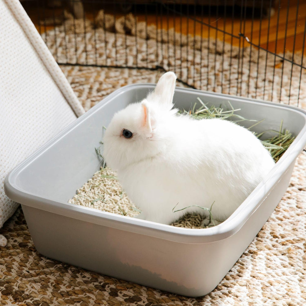 Carefresh compostable packaging details convey biodegradable litter option.