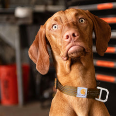 Carhartt dog collar light moss adjustable strap and D-ring for reliable tagging