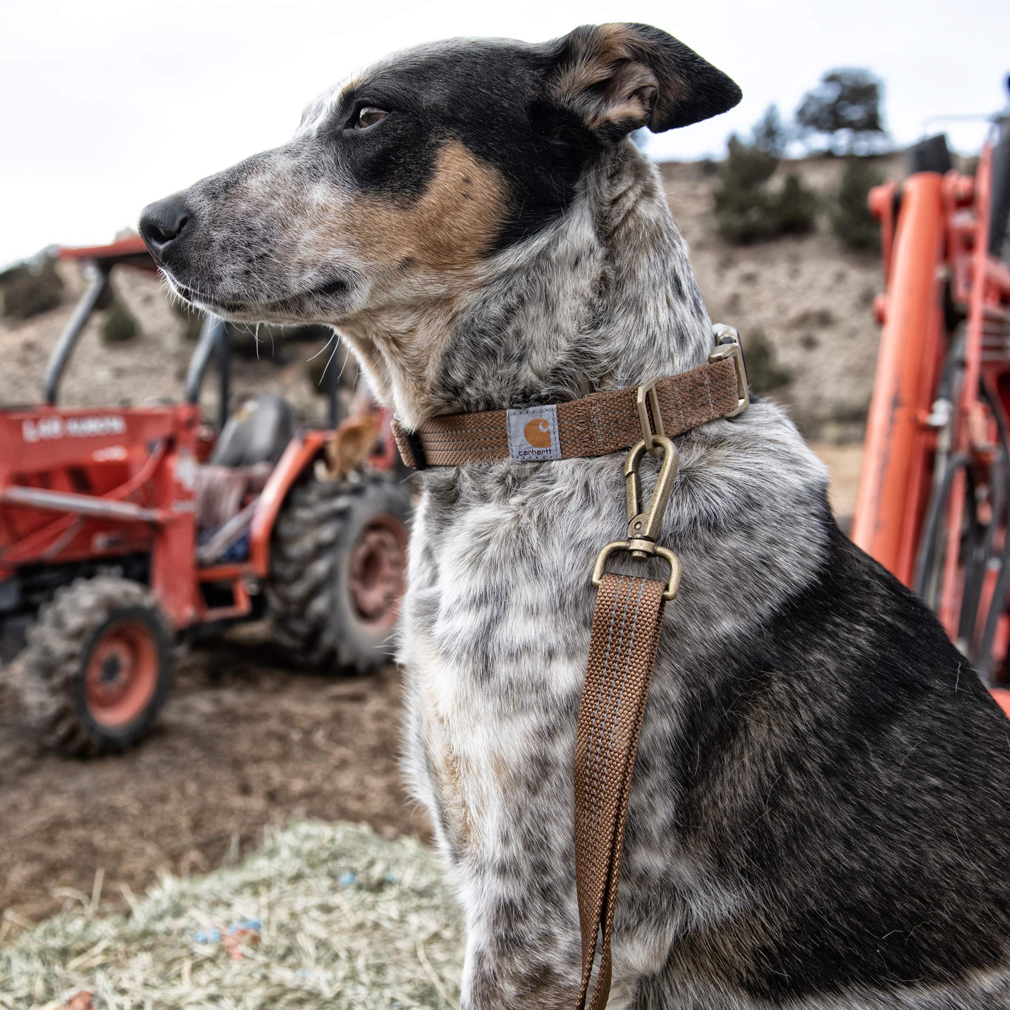 Carhartt leash in dusk setting shows visibility and safety during walks.