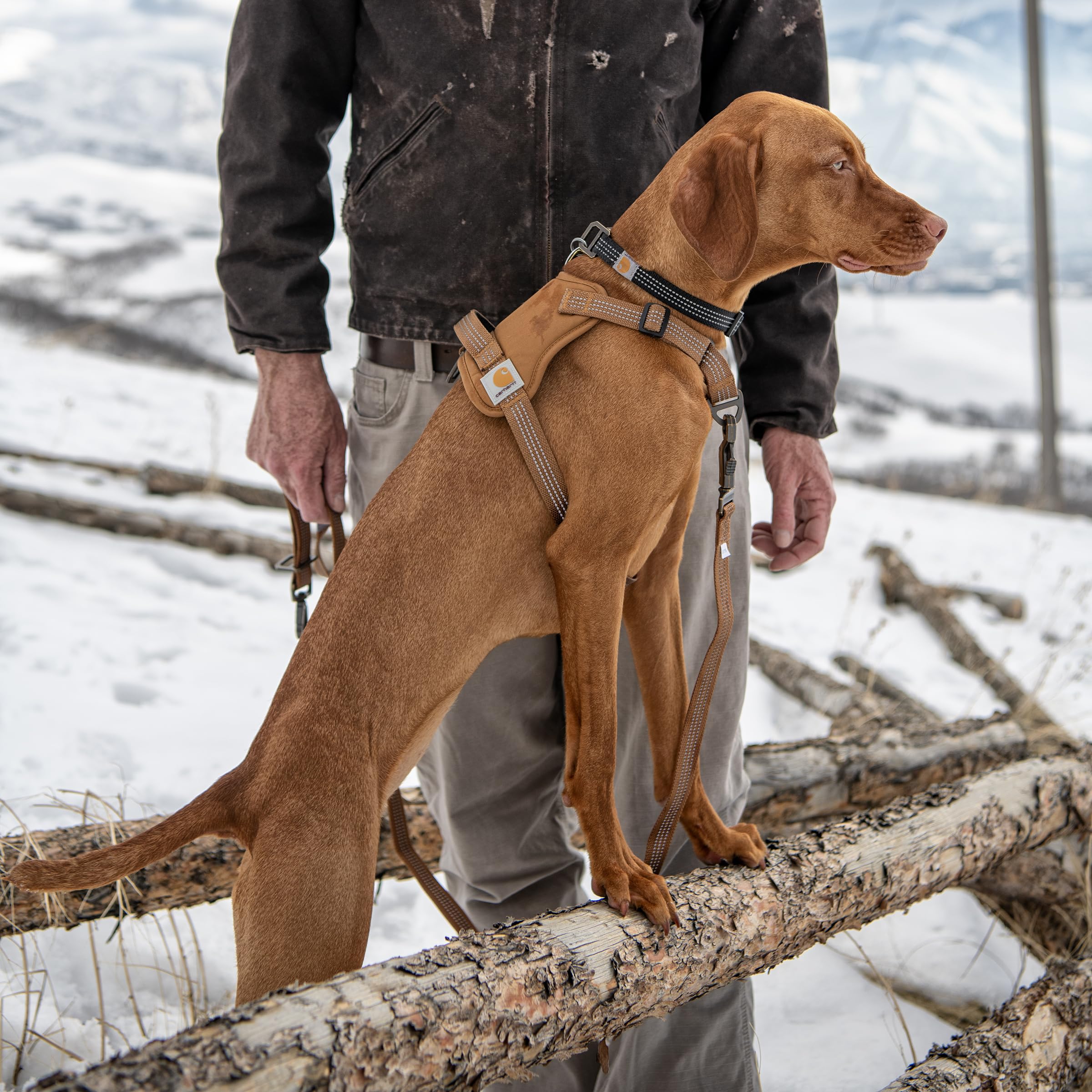 Fully adjustable chest and belly straps on Carhartt harness.