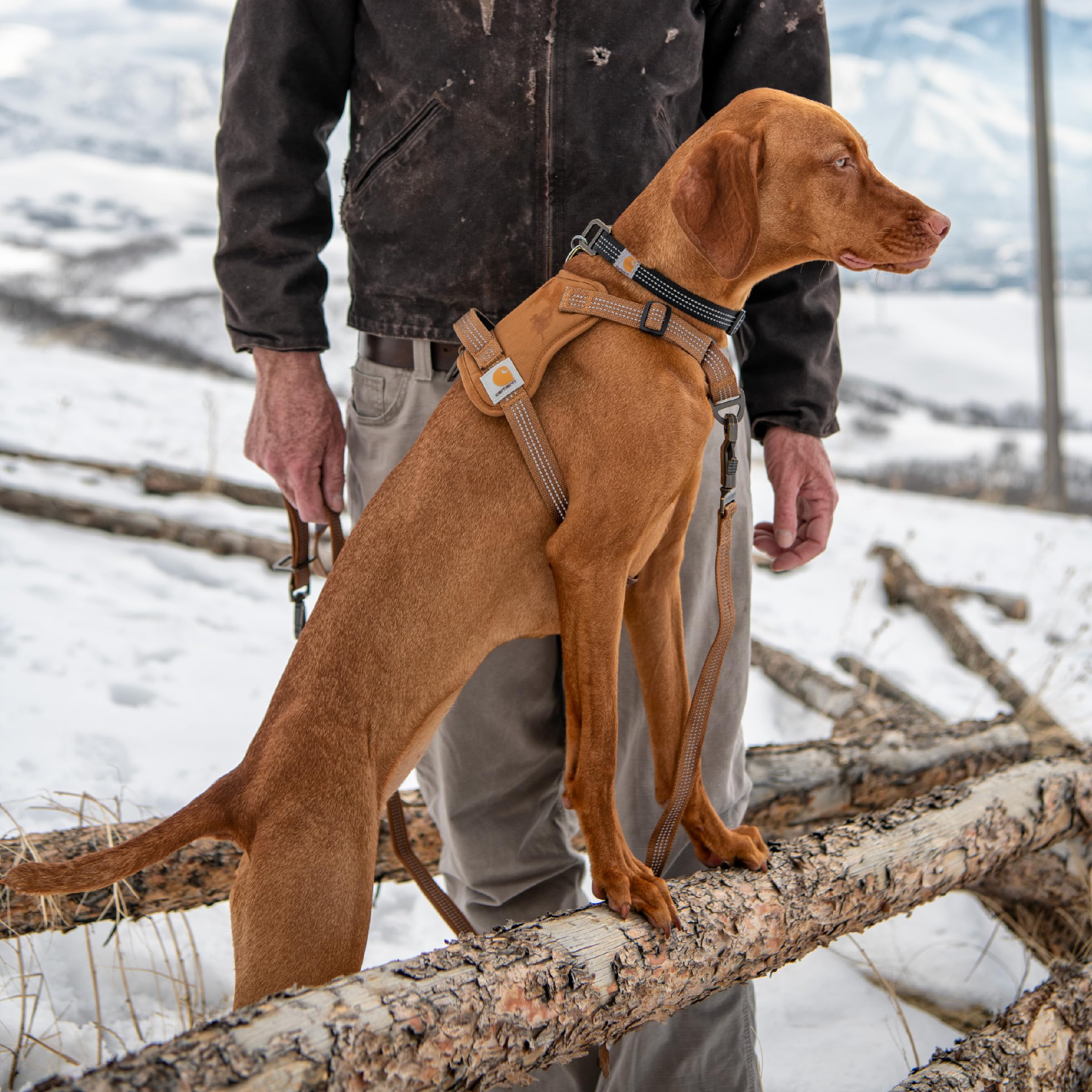 Carhartt No Pull Harness size chart ensures proper fit for large dogs.