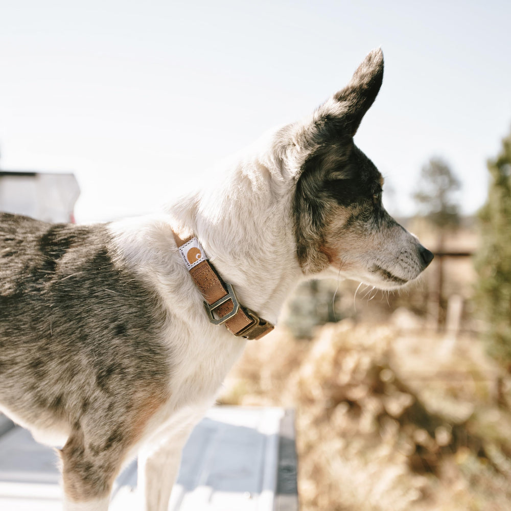 Carhartt Nylon Duck Dog Collar durable D-ring and tag holder