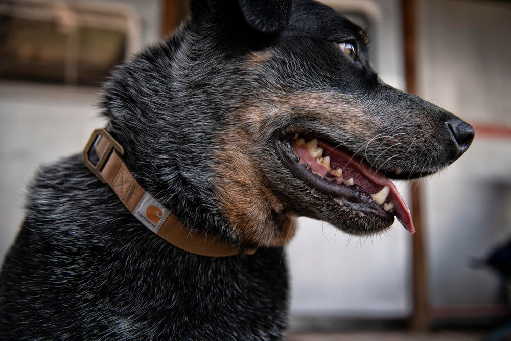Large size Carhartt collar measurement guide at neck base