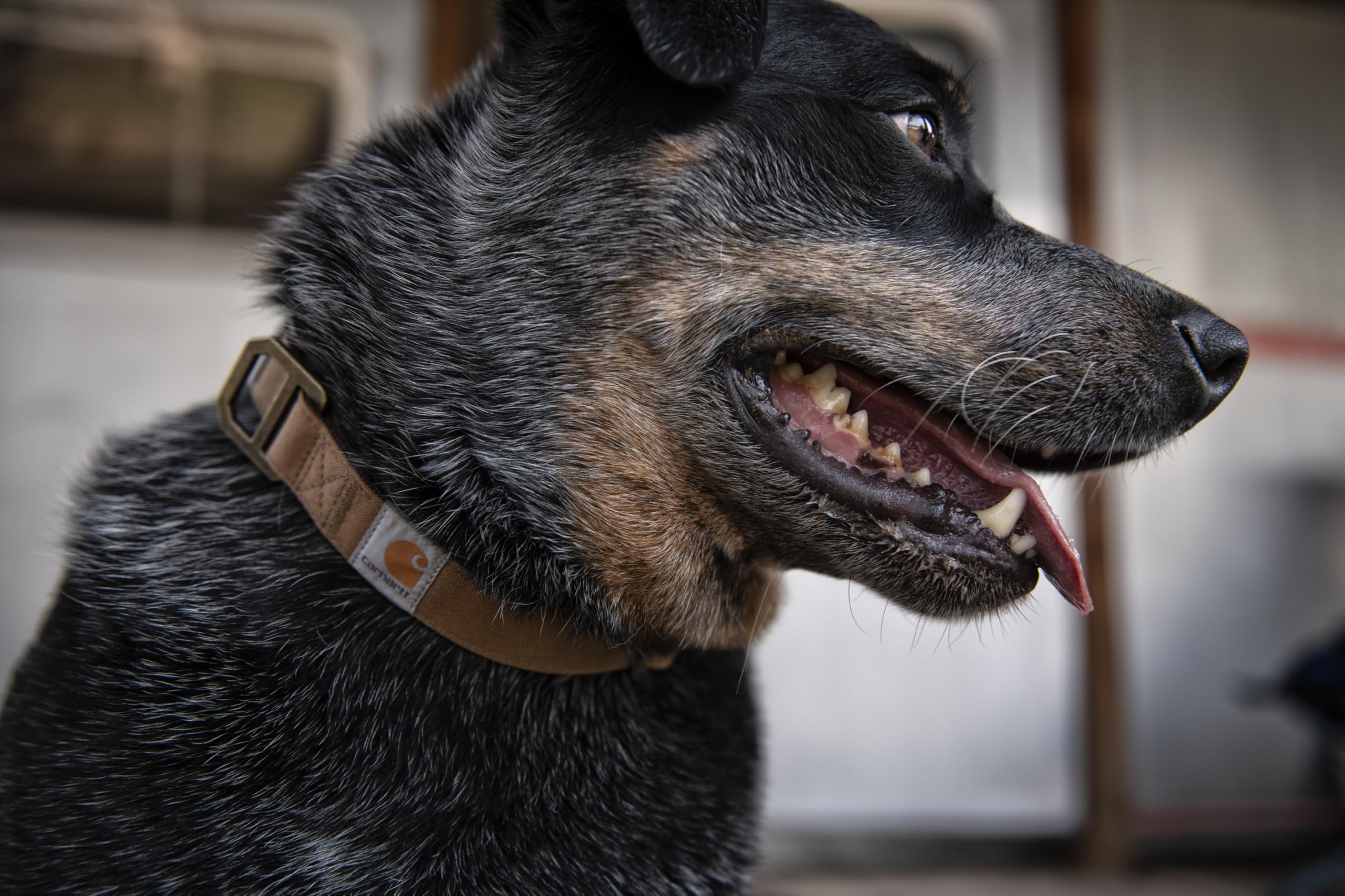 Carhartt Nylon Duck Dog Collar medium size demonstrates neck-range fit