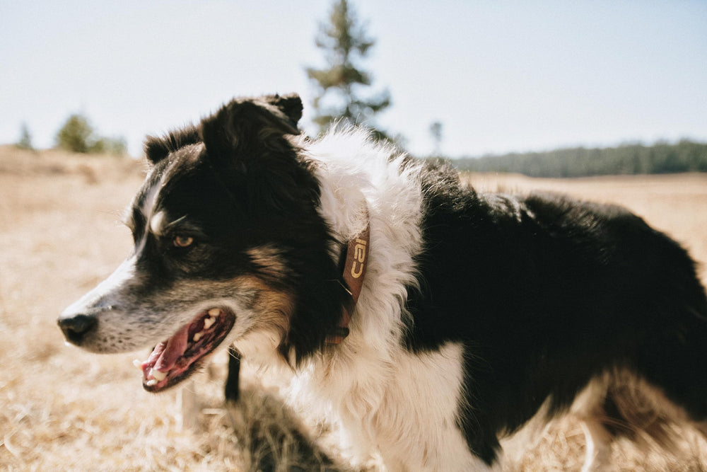 Carhartt Nylon Duck Dog Collar in medium size worn on a dog for true neck fit.
