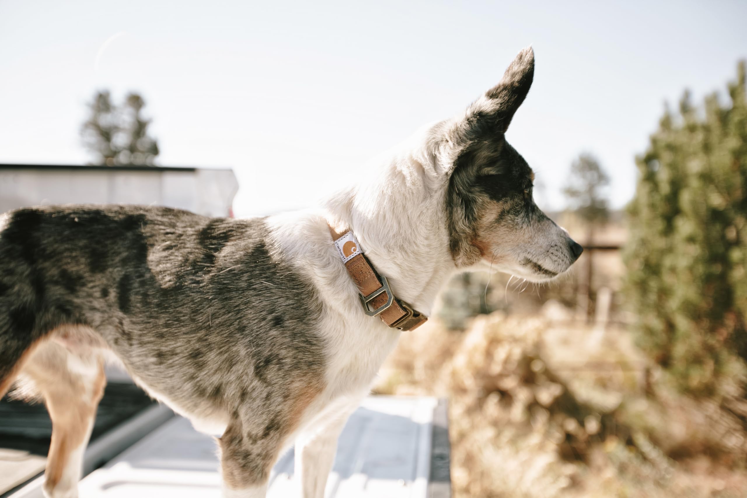 Carhartt Nylon Duck Dog Collar packaging ready for shipping