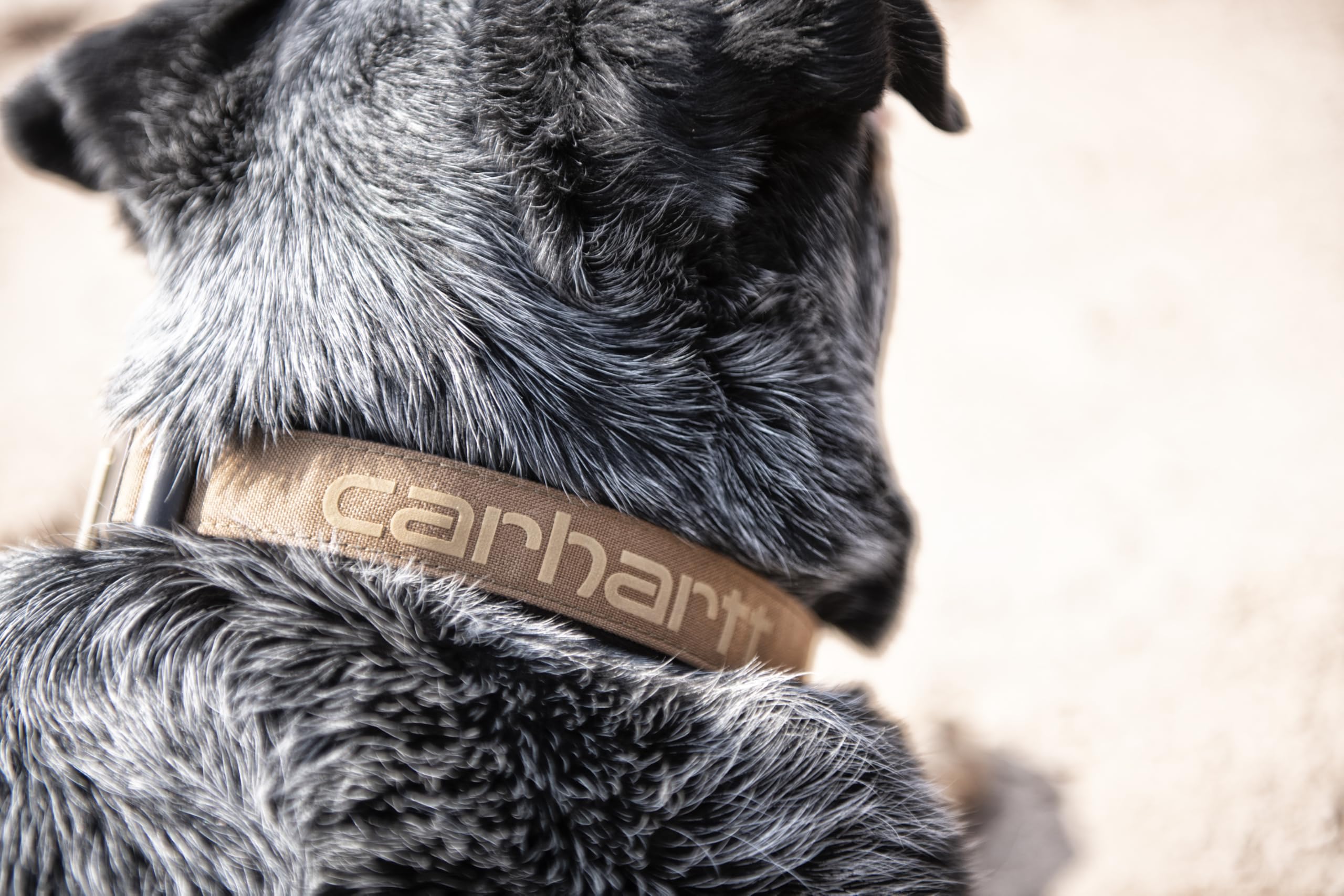 Sturdy buckle side view on Carhartt collar for quick on/off