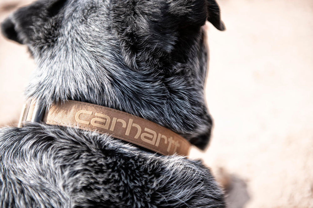 Sturdy buckle side view on Carhartt collar for quick on/off