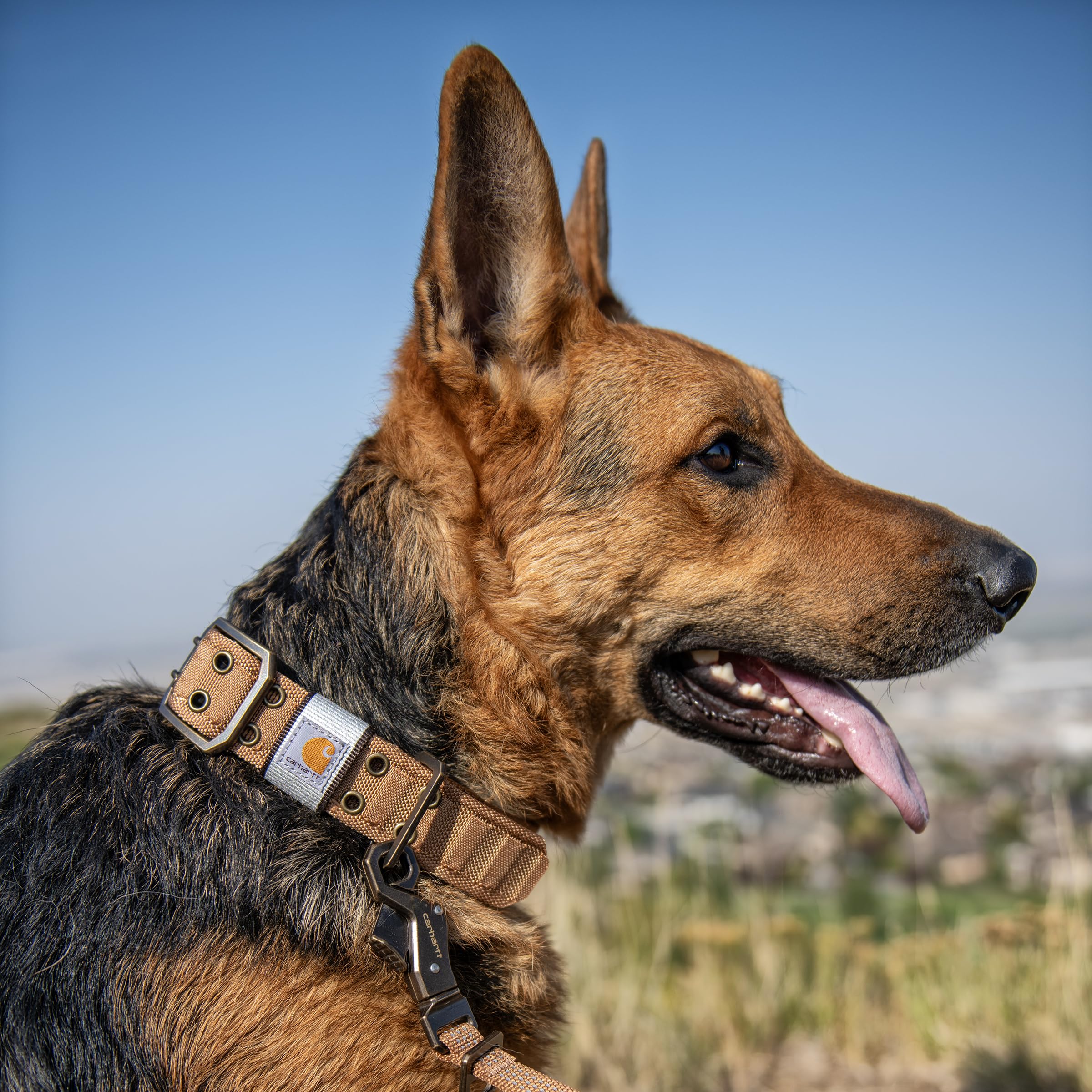 Carhartt Pet Collar designed for big dogs with comfort and durability