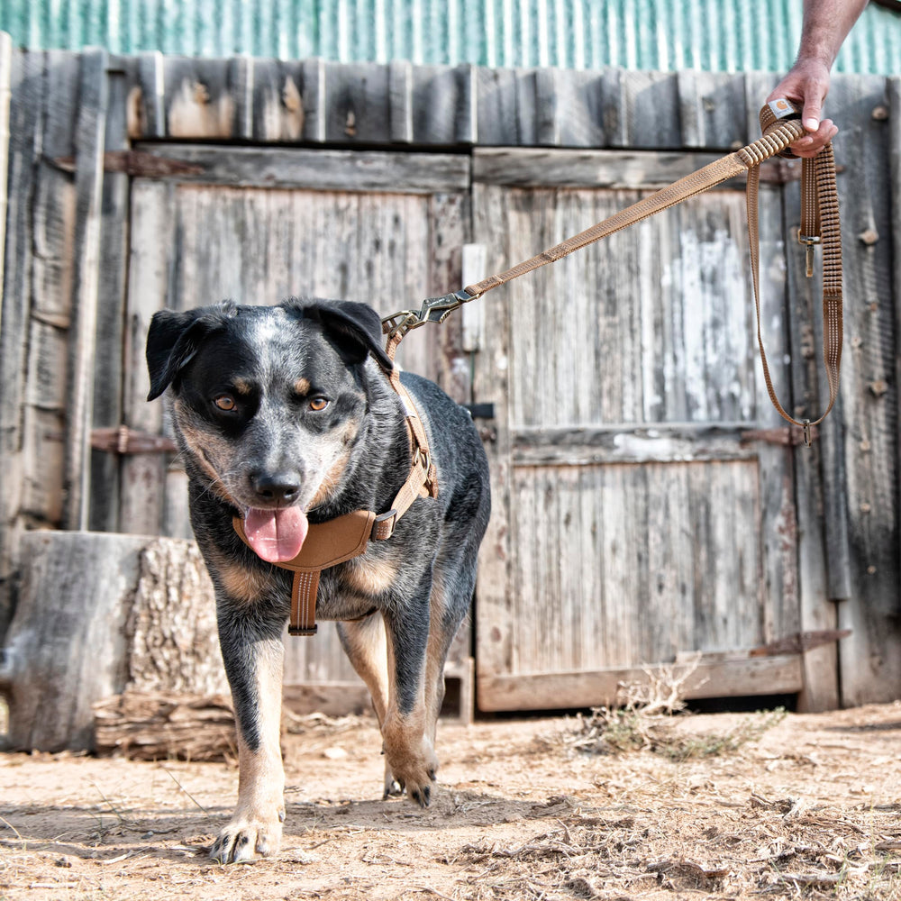 Carhartt Pet Leash has a 6 ft length ideal for everyday walks and quick control.