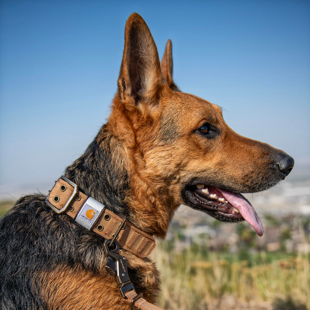 Carhartt Pet wide collar ready for rugged outdoor use on big dogs.