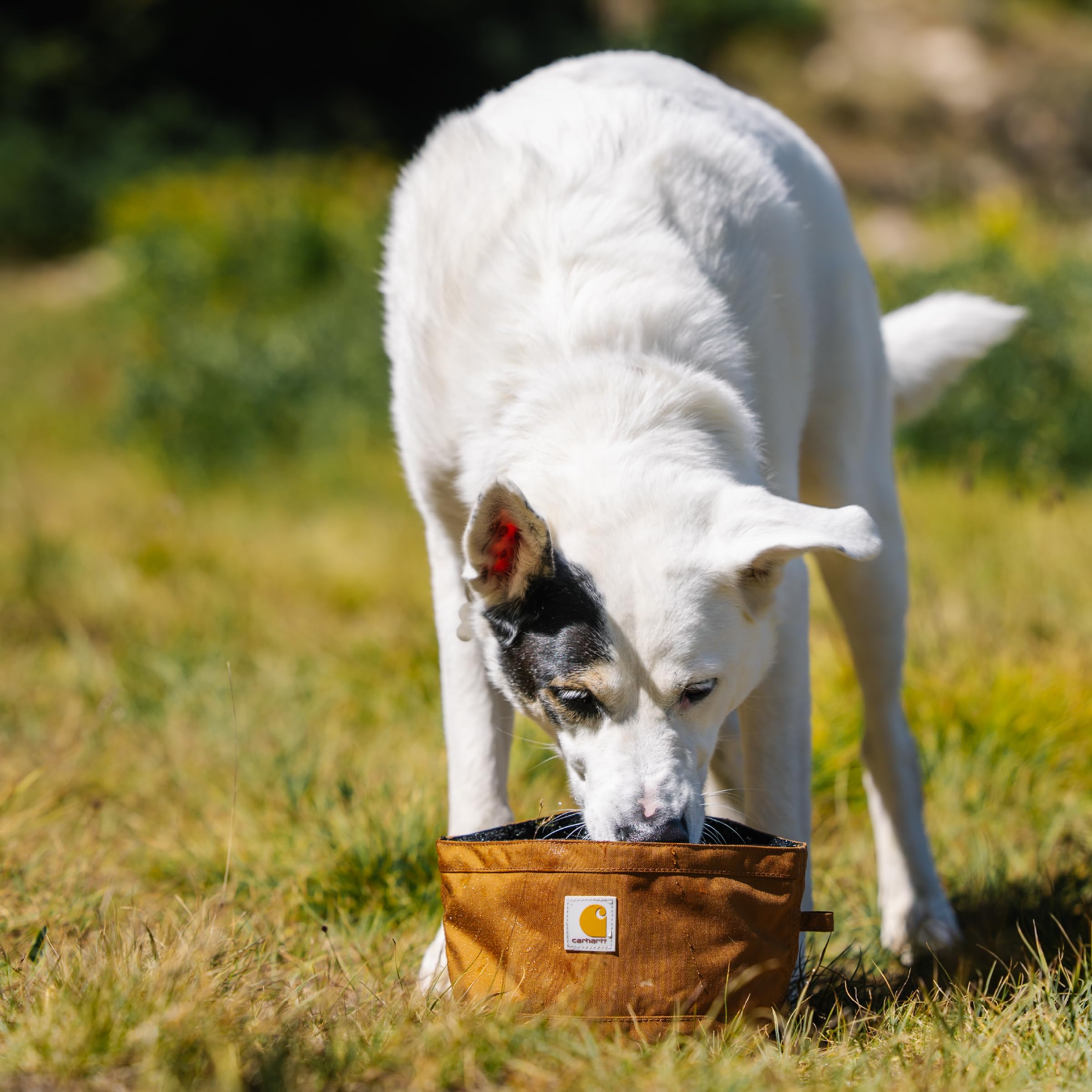 Carhartt Travel Dog Bowl snapped shut for compact storage after use