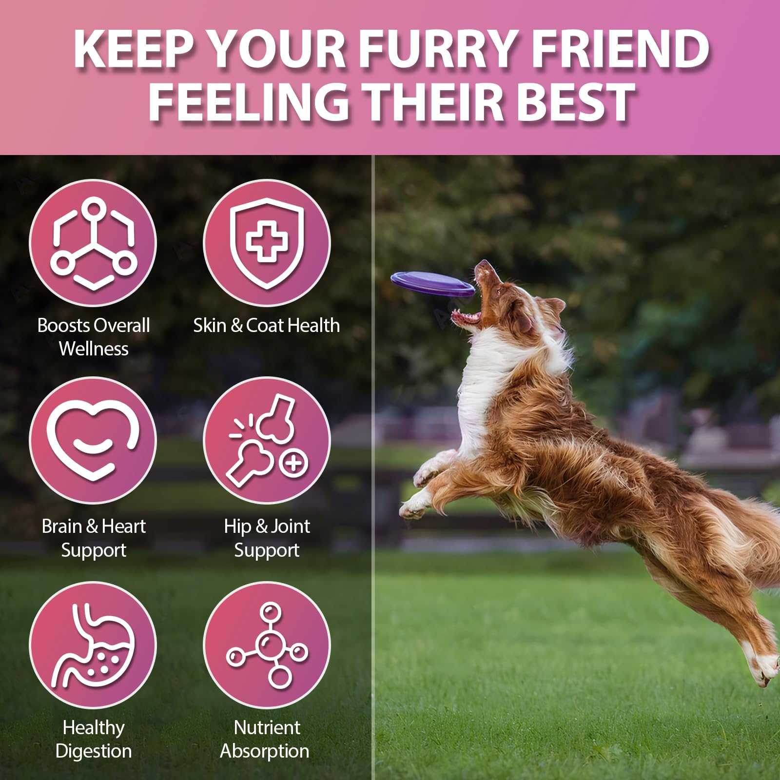 Gut-friendly probiotics help digestion and nutrient absorption in dogs