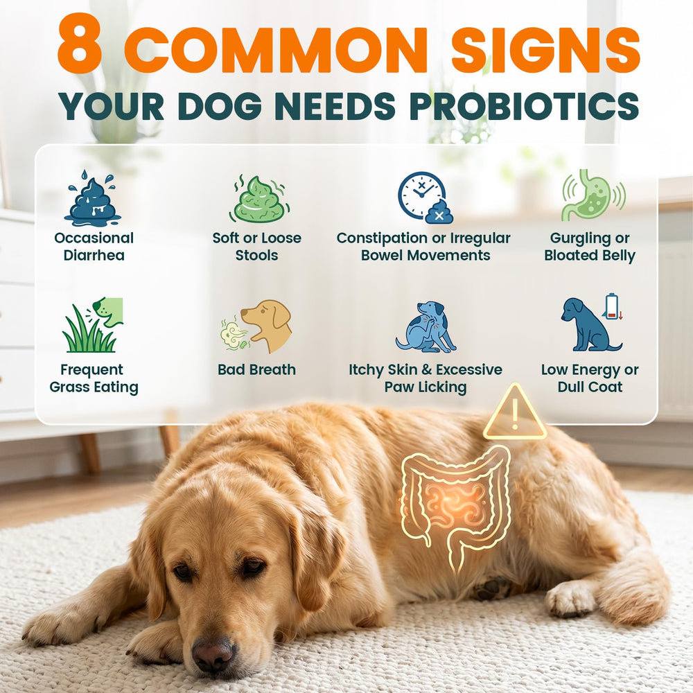 Carmelie itchy skin relief visual with calm dog and healthy coat.