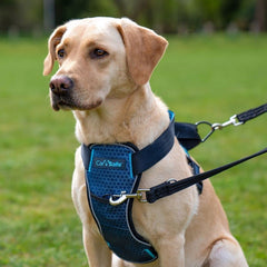 Carsafe harness reflective fabric on front enhances visibility day and night.