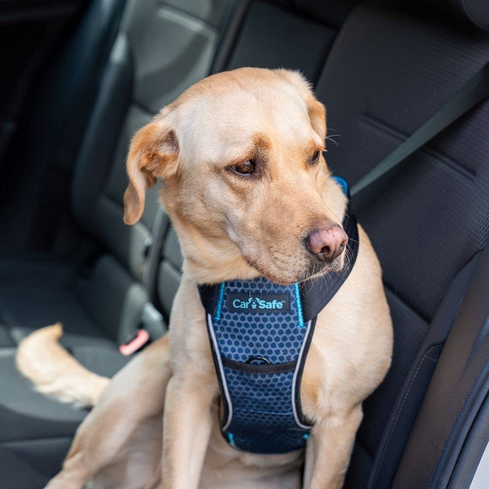 Carsafe harness seatbelt attachment shows secure tethering for safer rides.