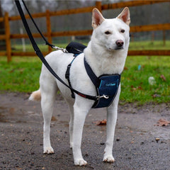 Carsafe harness reflective fabric enhances visibility at night.