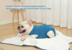 Caslfuca cone-alternative shirt reduces anxiety while protecting the wound.