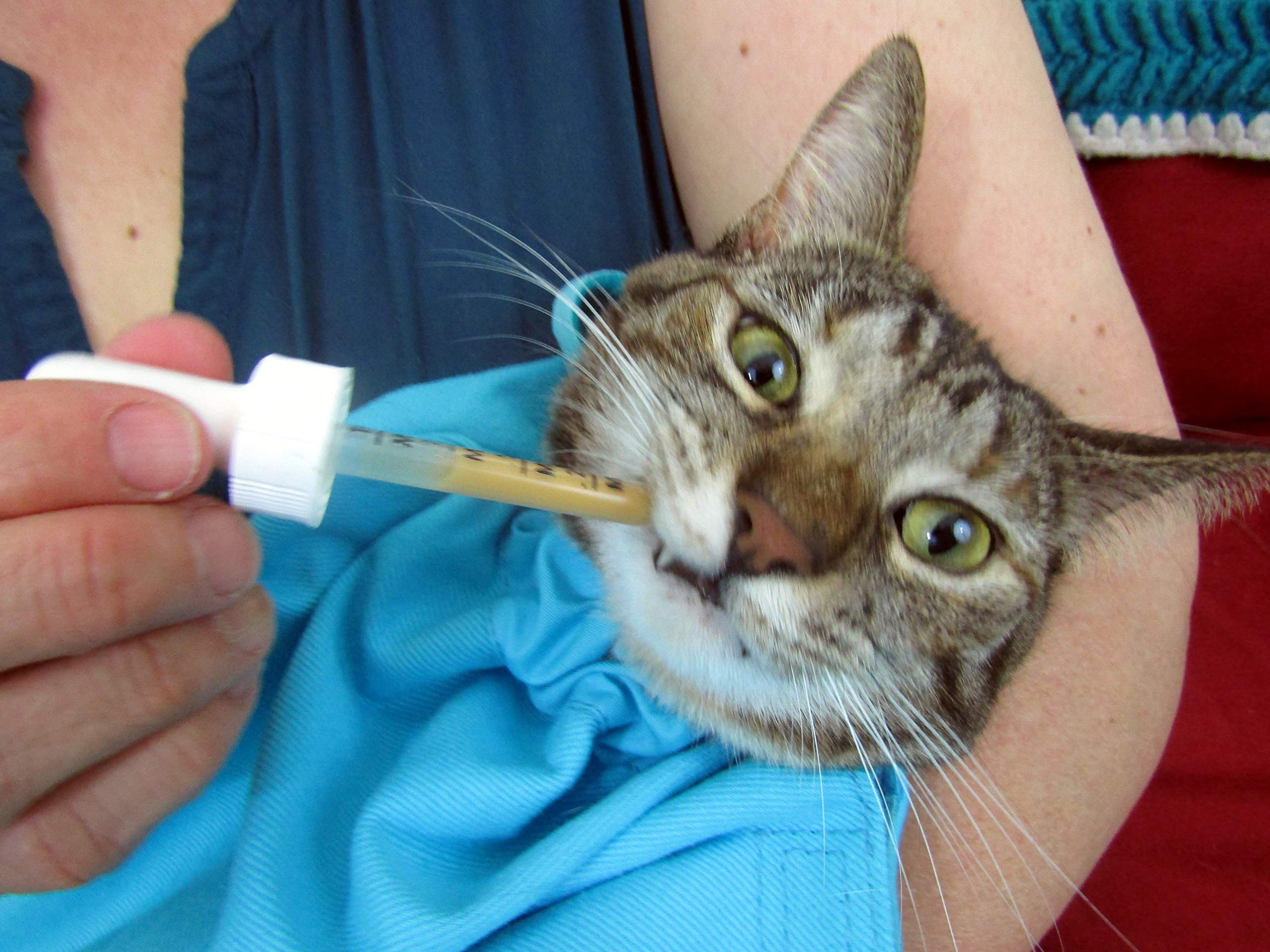 Cat-in-the-Bag Cozy Comfort Carrier heads-out design for calmer travel