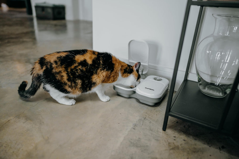 Cat Mate C200 includes an ice-pack to keep meals cool and fresh.