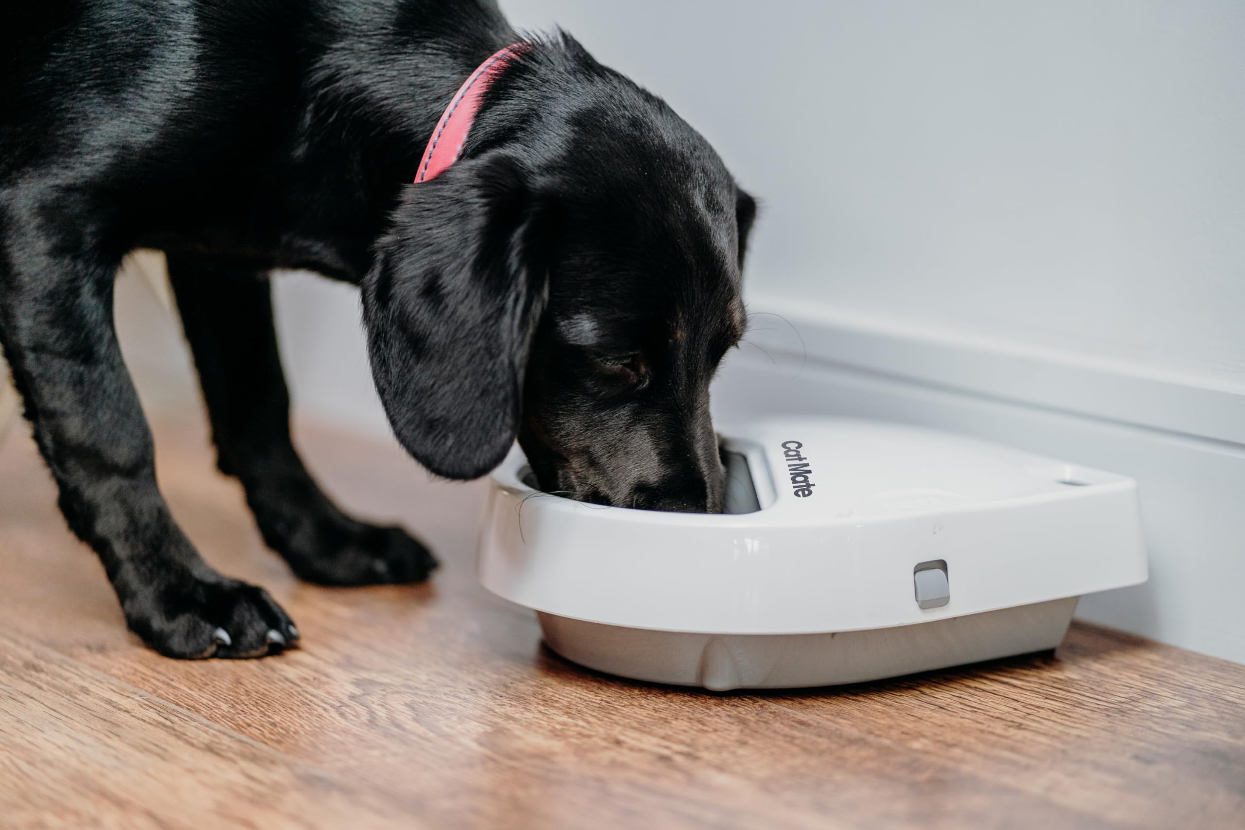 Cat Mate C300 digital timer display showing scheduled mealtimes for convenience.