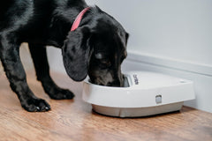 Cat Mate C300 digital timer display showing scheduled mealtimes for convenience.