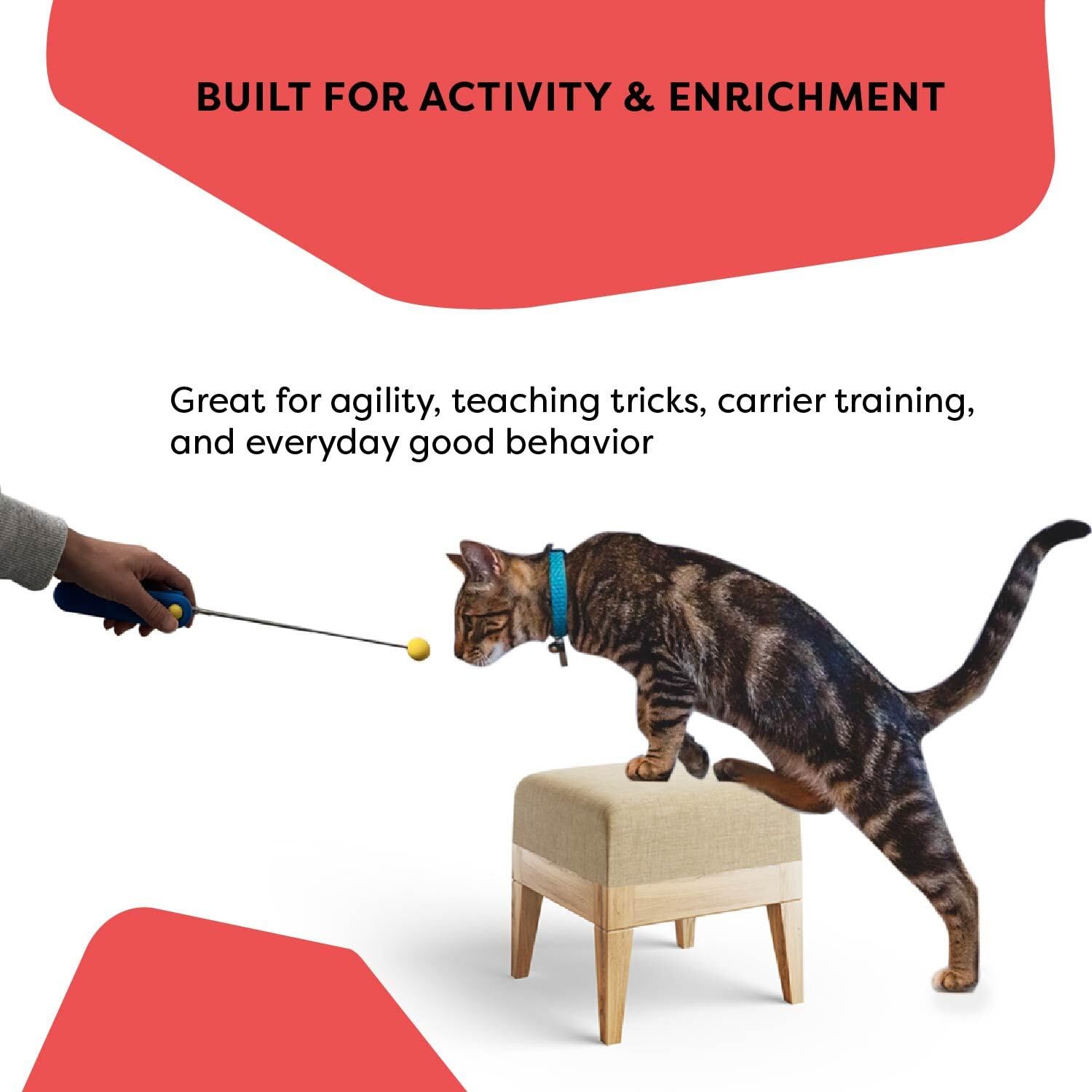 Cat School cover of the 15 guided lessons