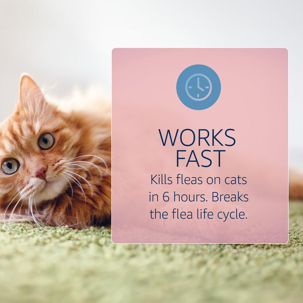 Catego for Cats being applied across the cat's back for full body coverage.