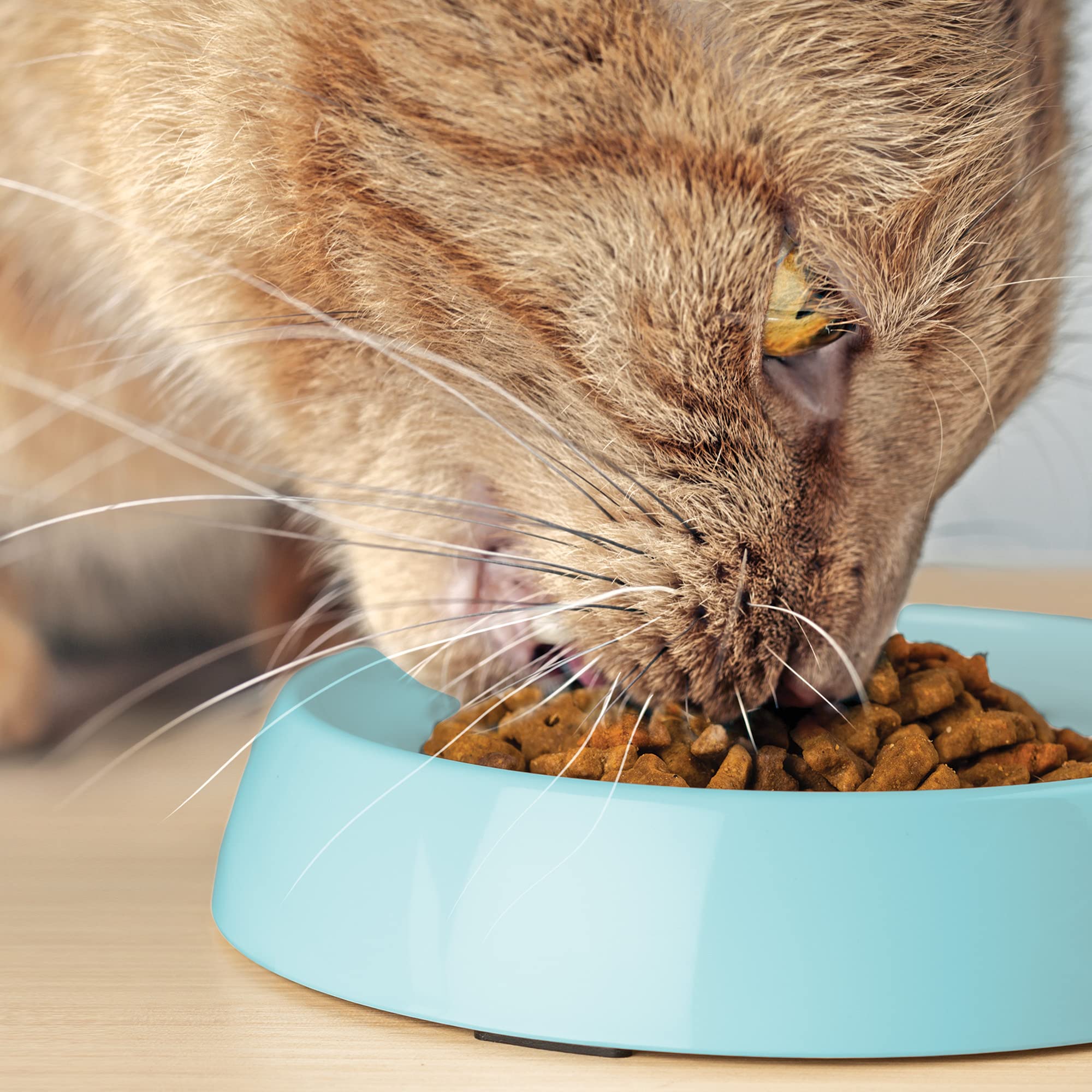 CatGuru bowls suited for kittens and small indoor cats.