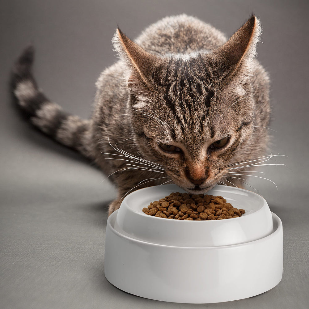 CatGuru marshmallow-pack2 bowls keep meals organized.