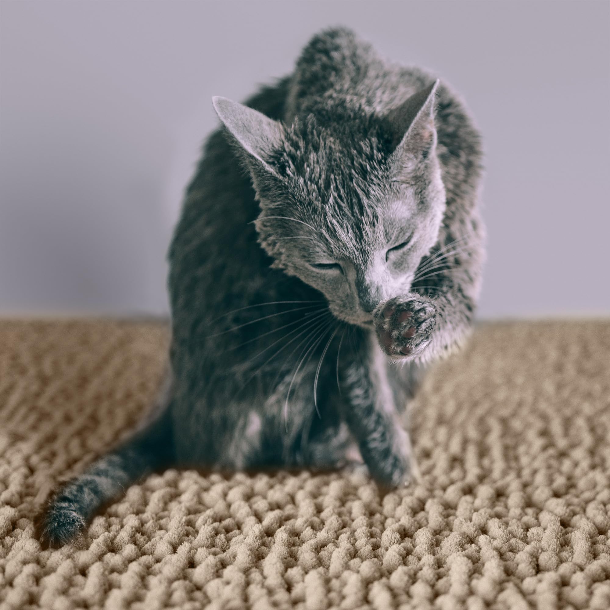 CatGuru 3D design litter mat traps more litter