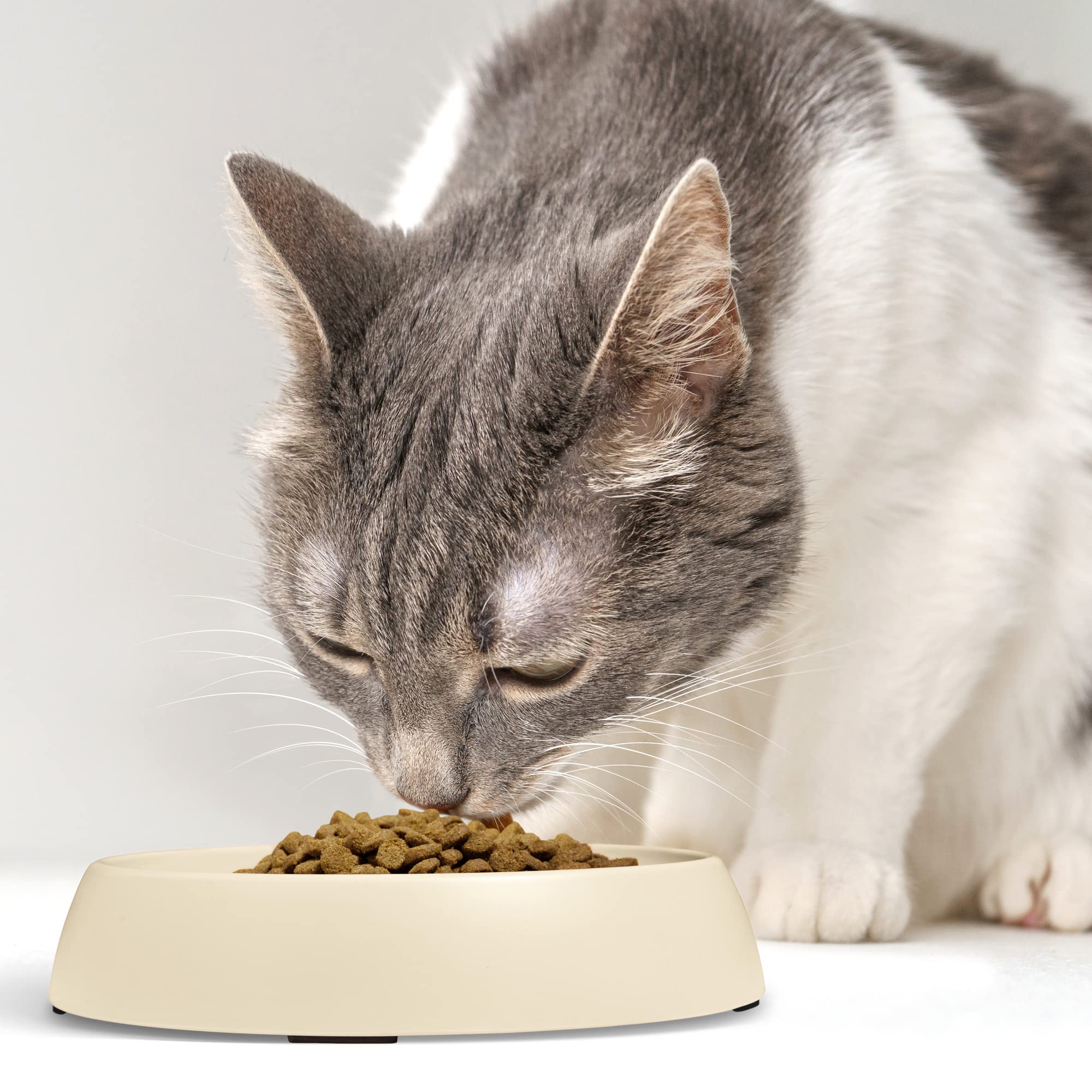 CatGuru pack of 2 sand-colored bowls suits cozy dining spaces.