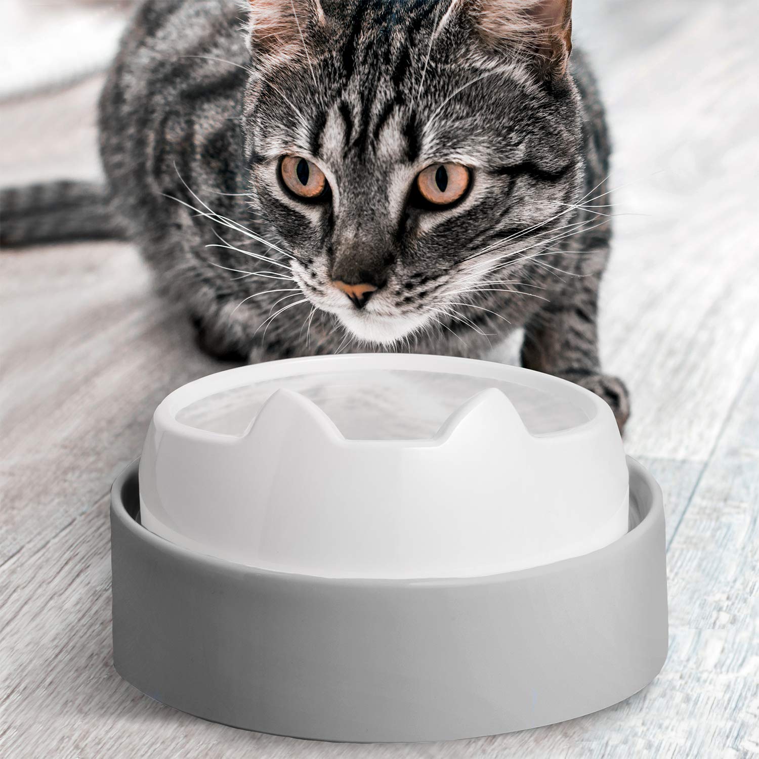 CatGuru spill-free feeding helps keep floors clean after meals.