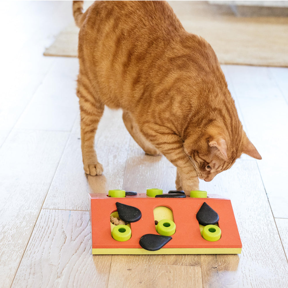 Catstages Melon Madness pink design adds playful home appeal.