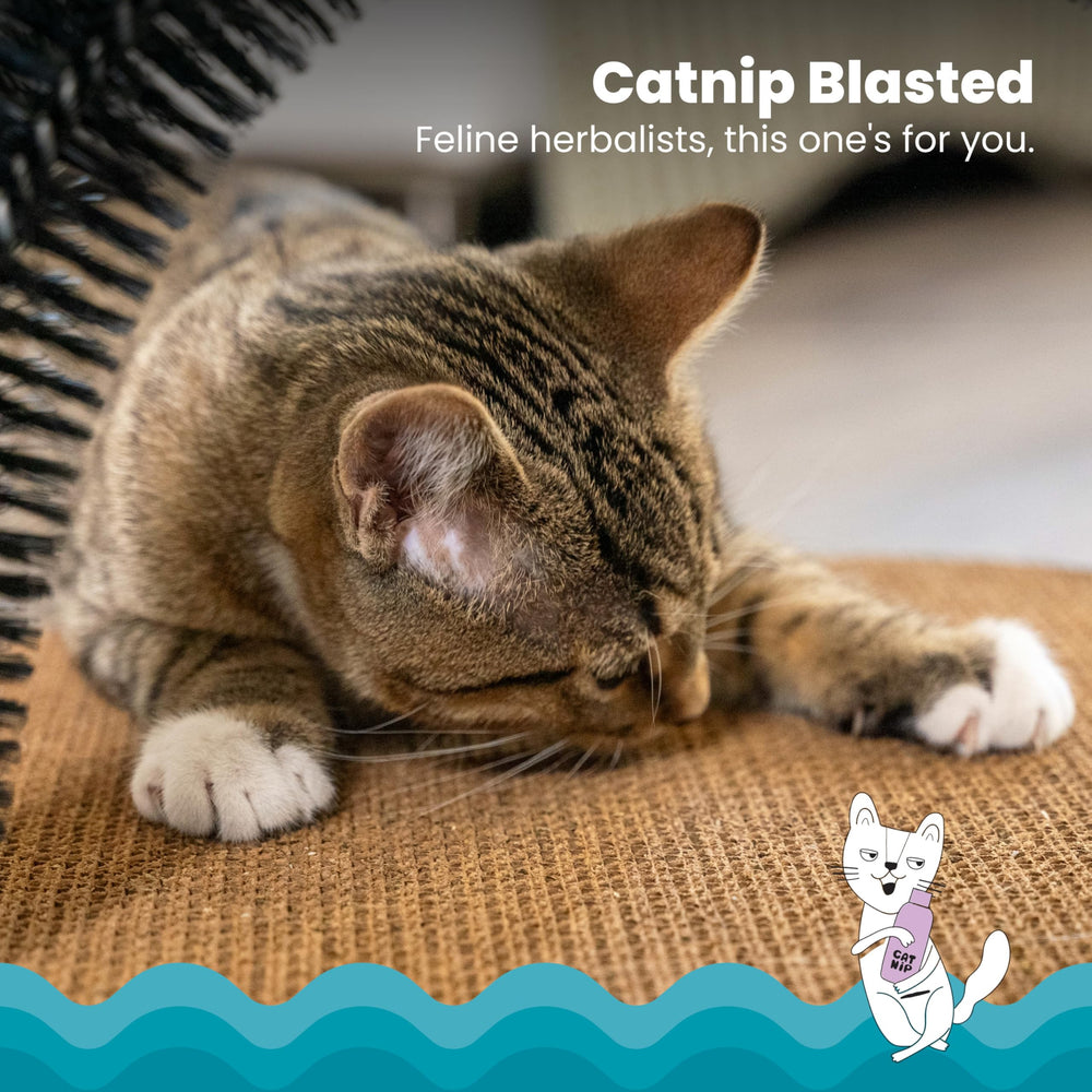 Catstages scratchable corrugate provides durable scratching for indoor cats.