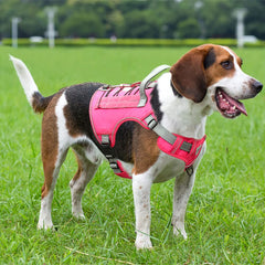 CBBPET back attachment points enable safe walking and control