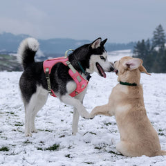 CBBPET rose red side view highlighting adjustable straps for perfect fit