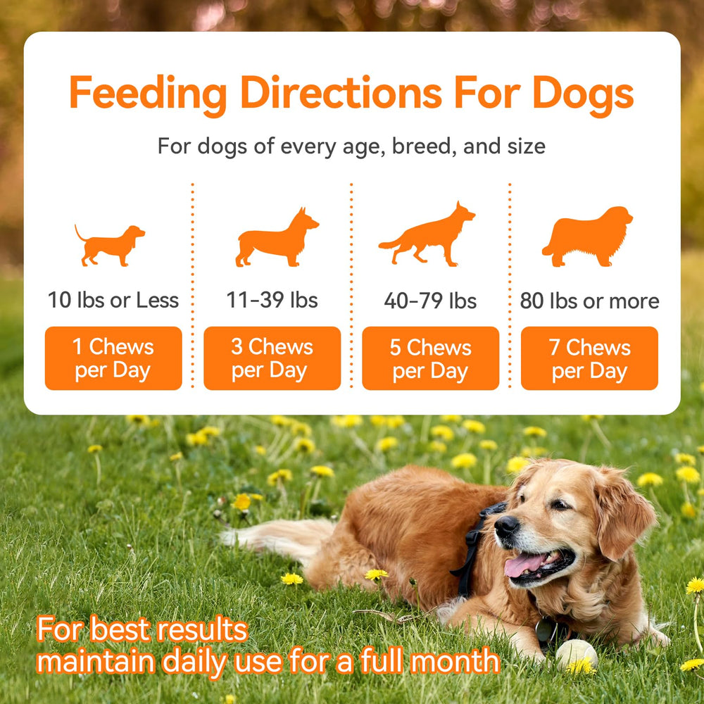 CeliAeh dog chewing a chew illustrating simple daily care