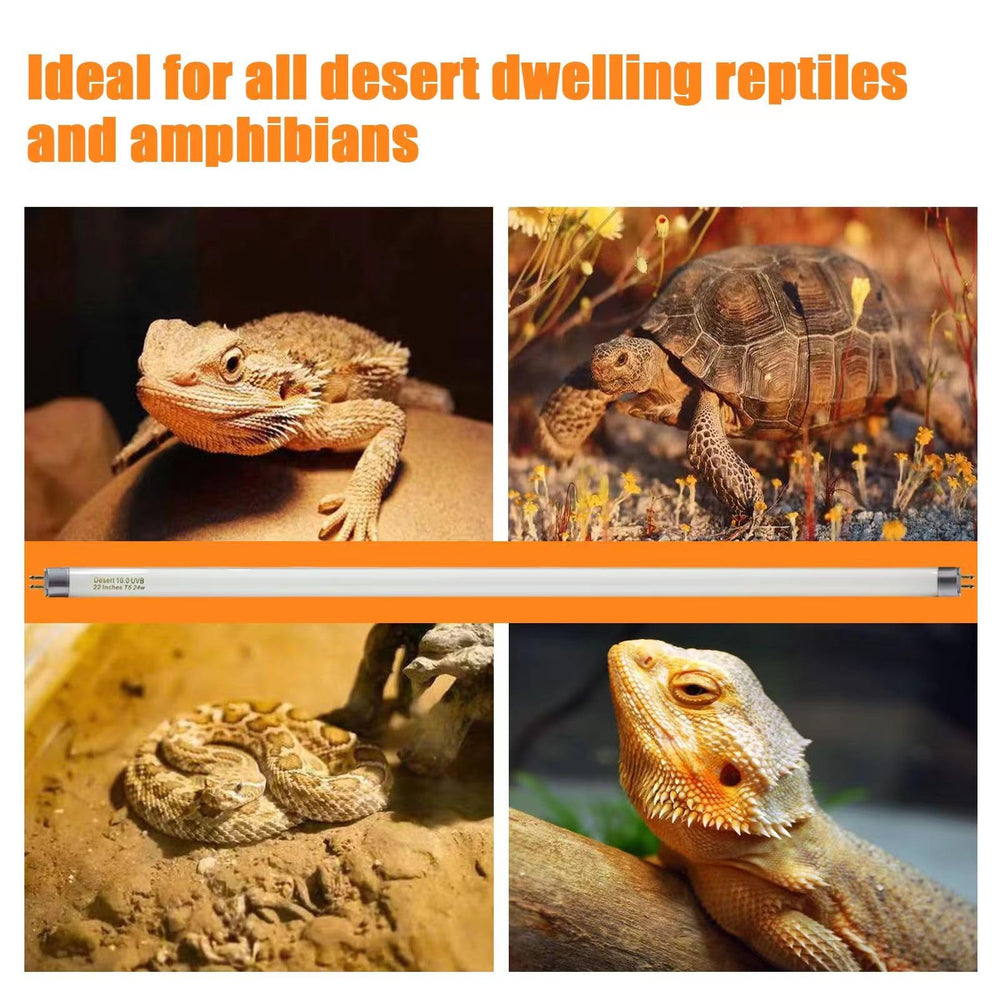 Celiwace T5 UVB lizard enclosure lighting for healthy activity and basking