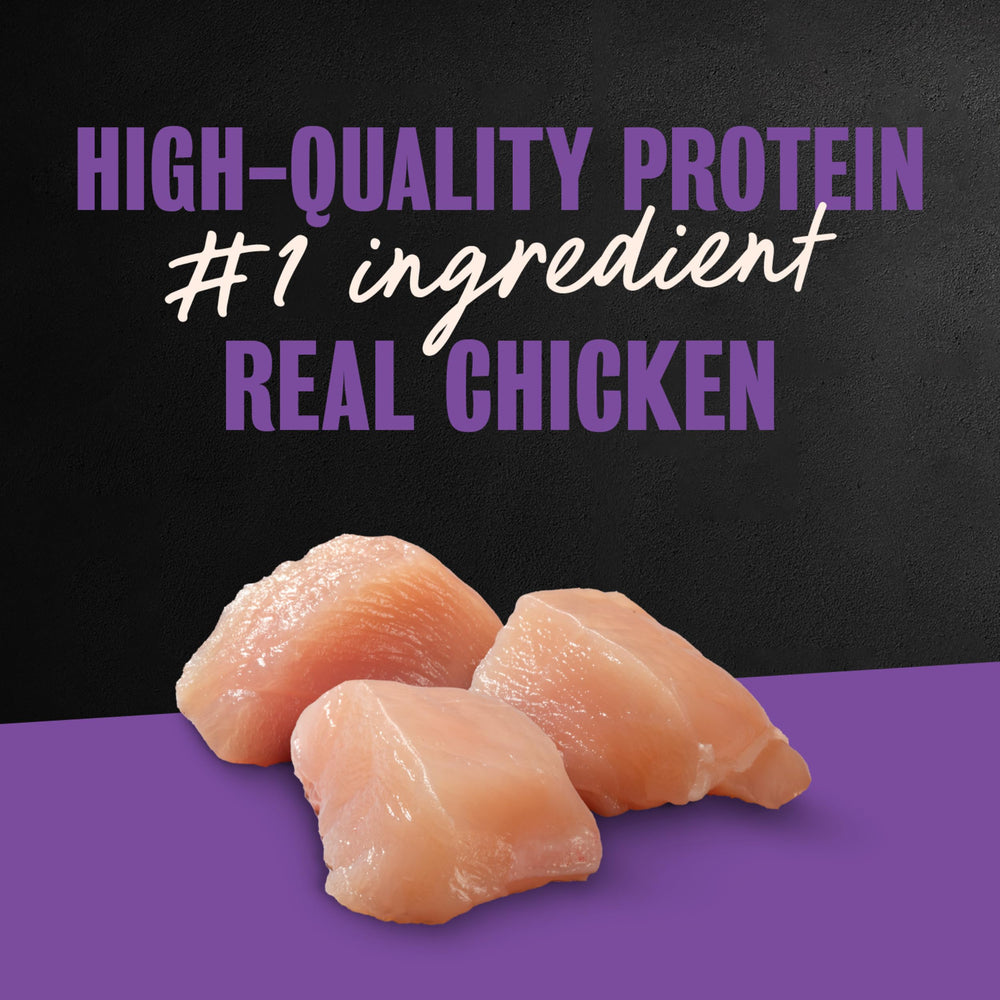 Cesar Classic Loaf in Sauce Grilled Chicken served in a bowl, appealing texture for dogs.