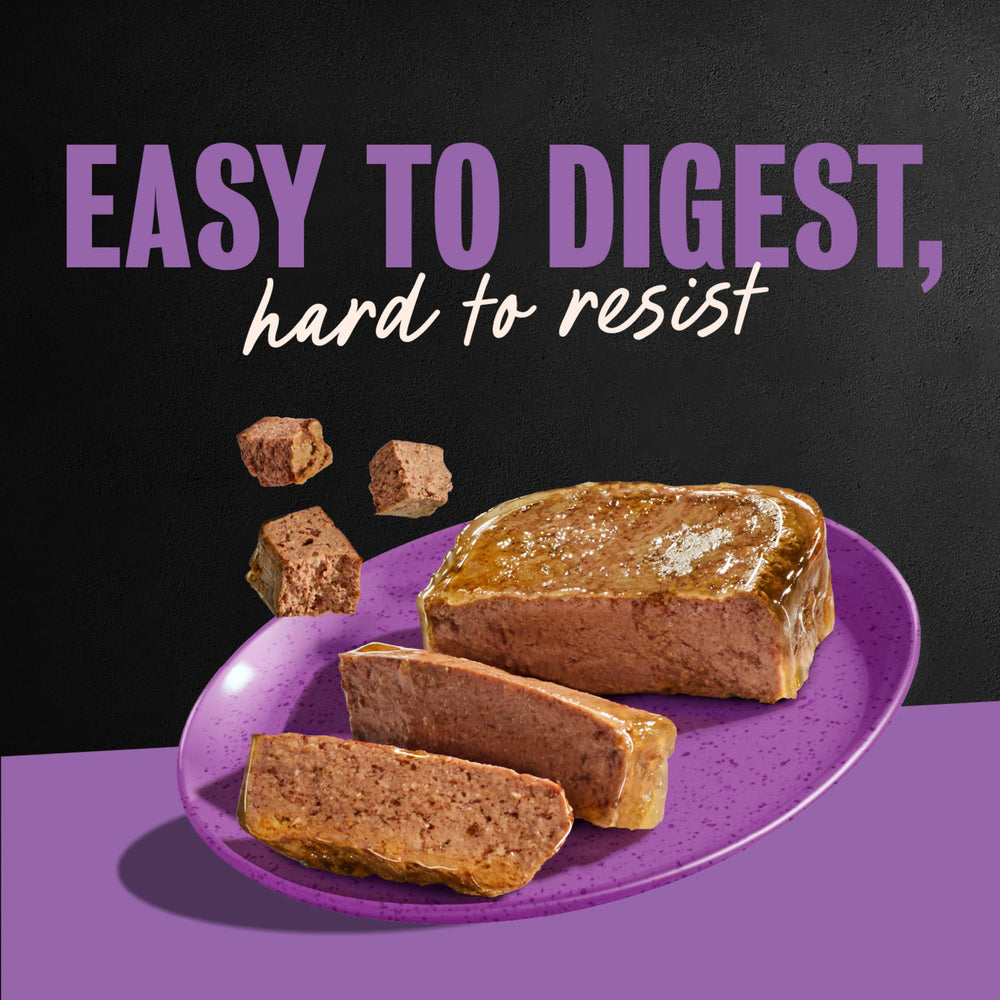 Serving Cesar dog food as a delicious, moisture-rich meal