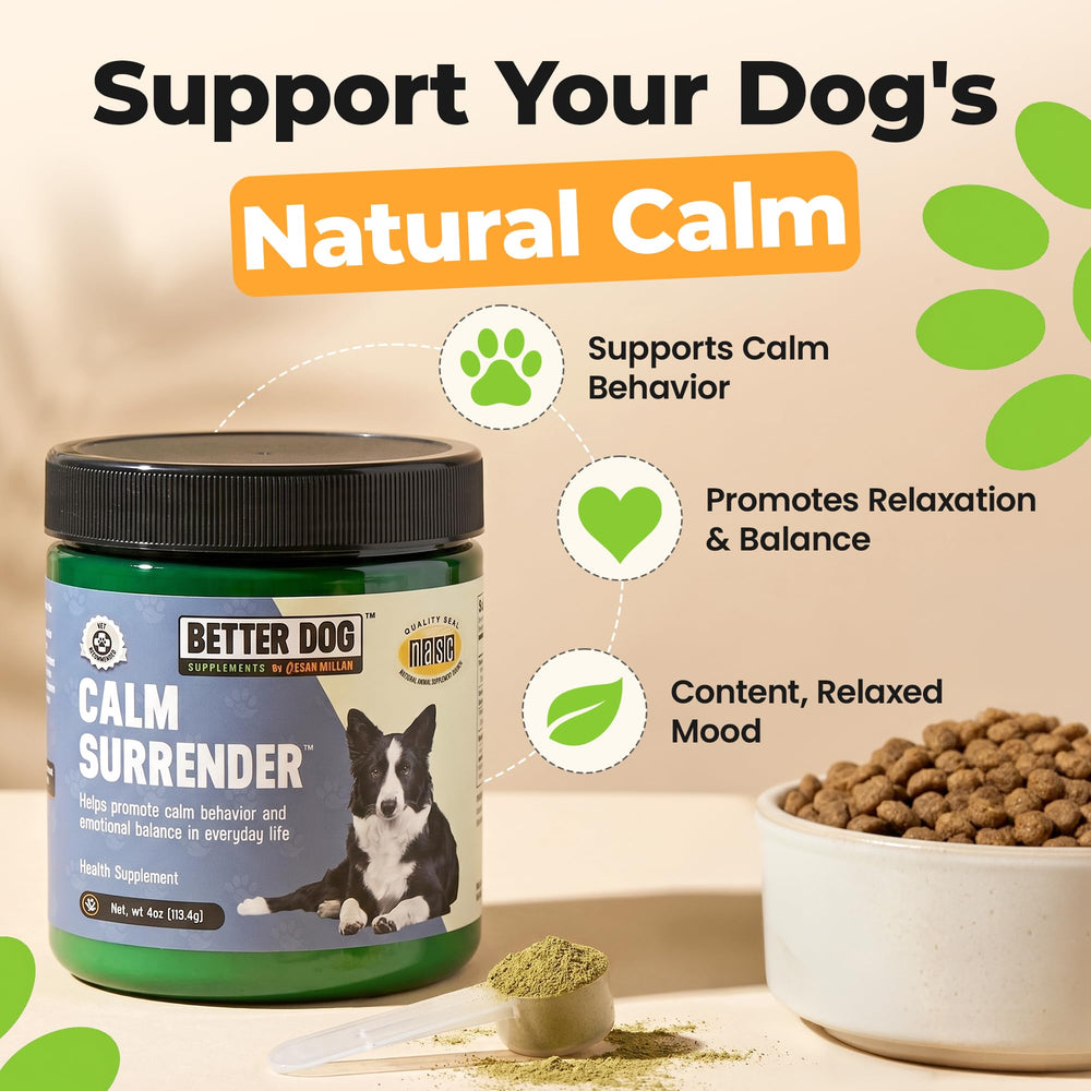 Calm Surrender dog relaxing with owner demonstrates gentle behavior support.
