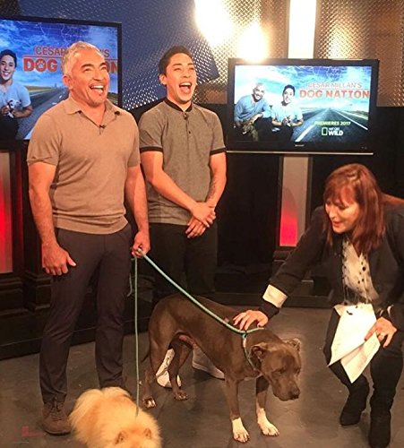 Cesar Millan Slip Lead Leash color options to match your dog.