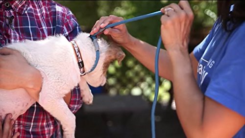 Cesar Millan Slip Lead Leash in use during a walk to help reduce pulling